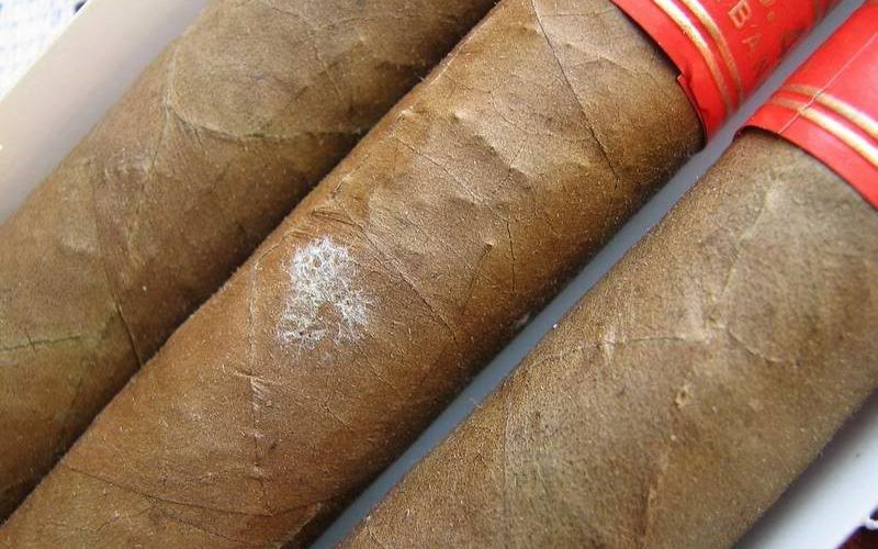 Mốc bề mặt nhẹ (mốc trắng)