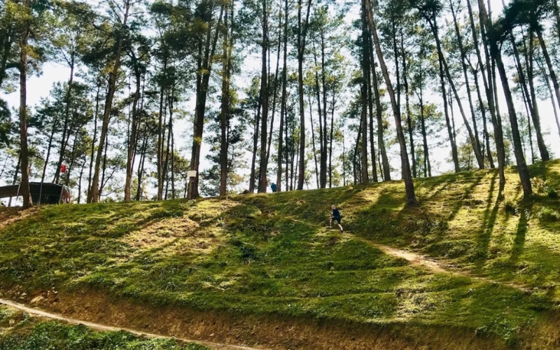 Rừng thông Yên Minh