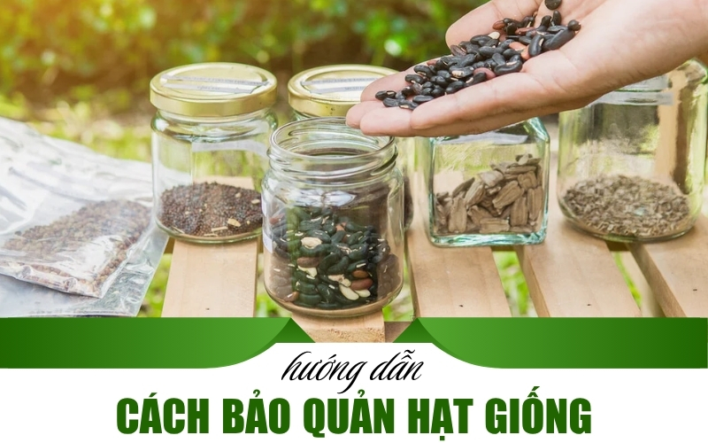 cách bảo quản hạt giống
