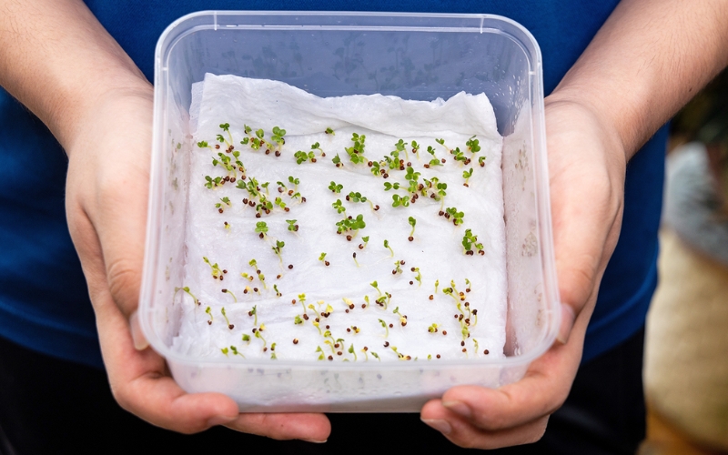 Cách kiểm tra tỷ lệ nảy mầm của hạt giống