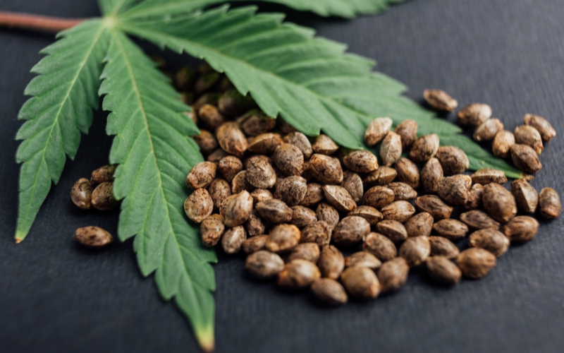 Lợi ích của việc bảo quản hạt giống đúng cách